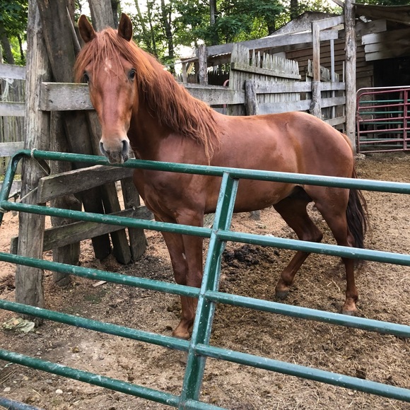 Meet your Posher, Bela 🐰 - Picture 6 of 7